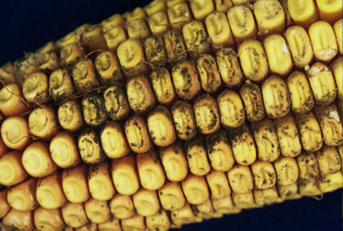 Cladosporium Ear Rot Cladosporium Ear Rot